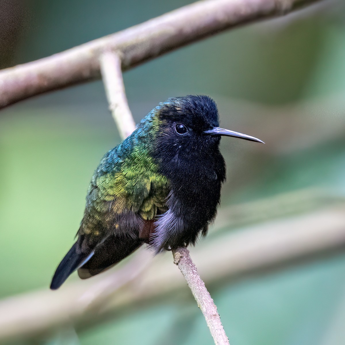 Black-bellied Hummingbird - ML637470120