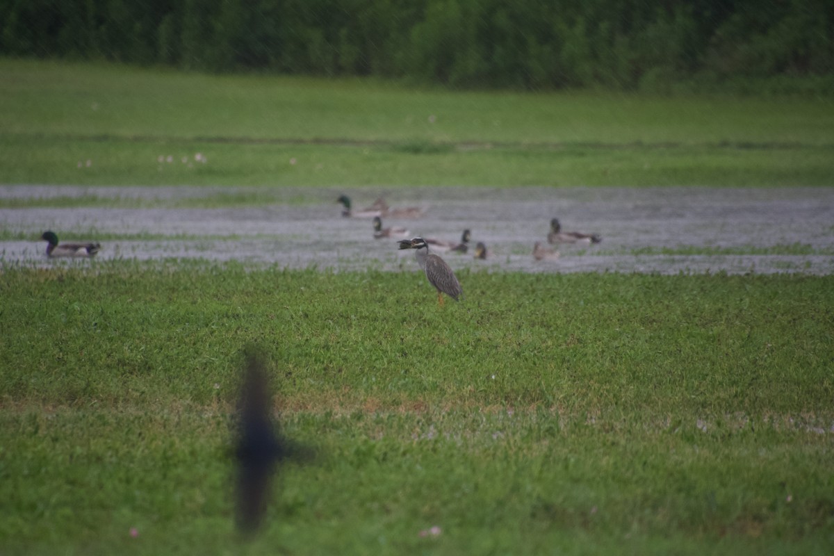 Mallard - ML637470139