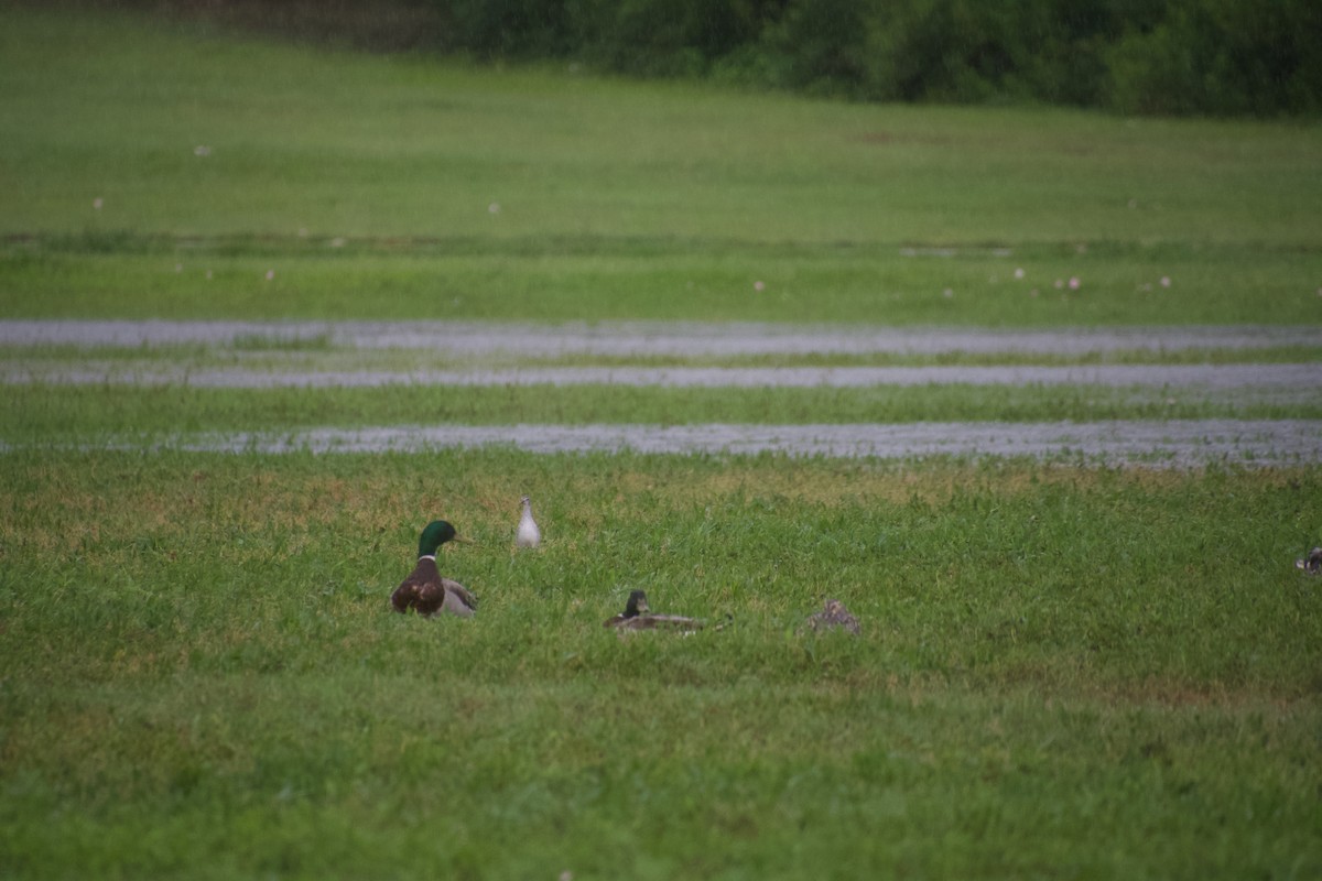 Lesser Yellowlegs - ML637470146