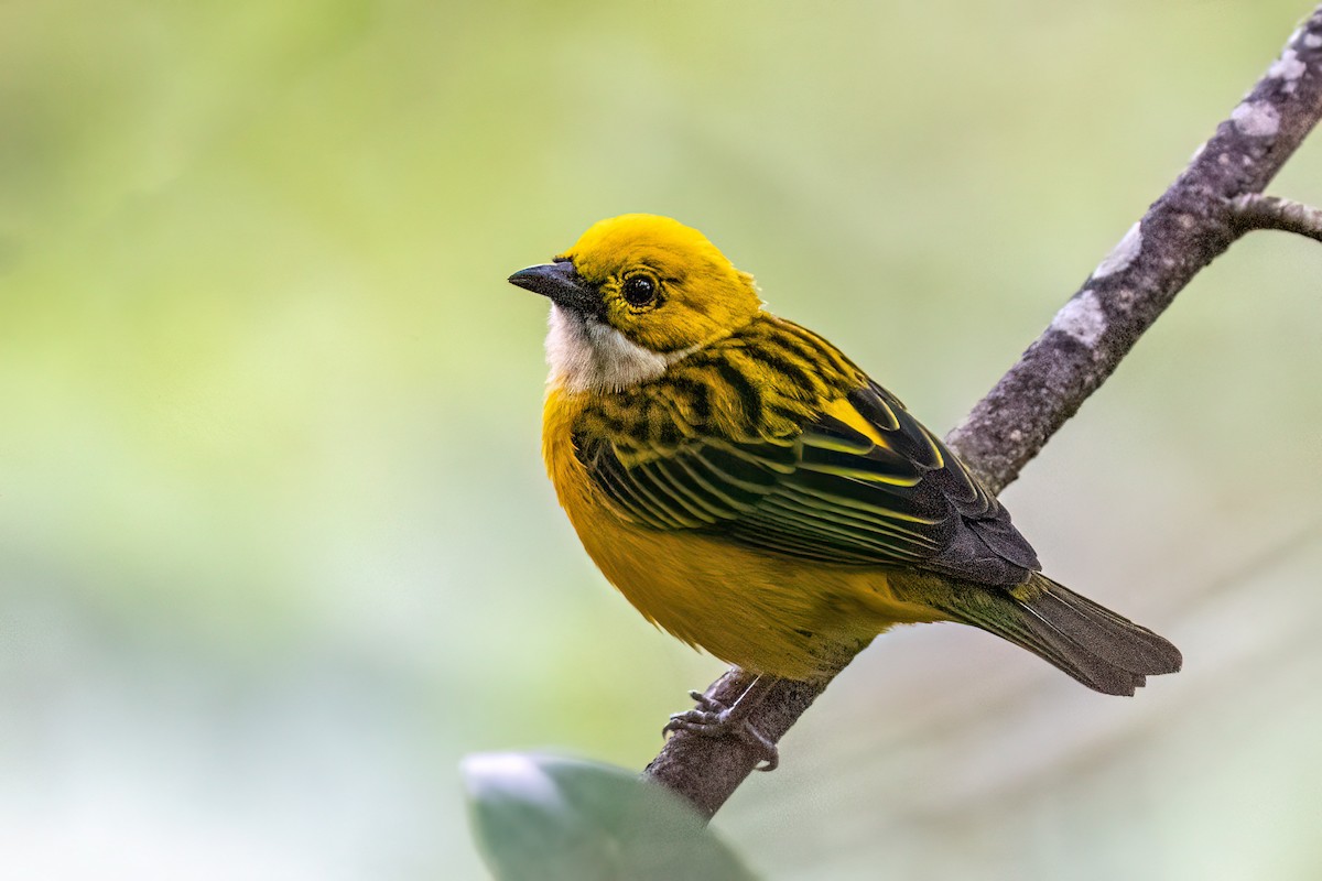 Silver-throated Tanager - ML637470148