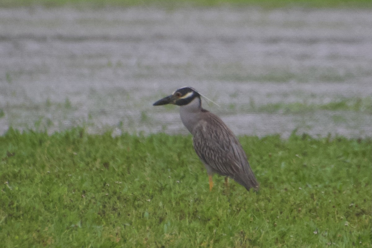 Yellow-crowned Night Heron - ML637470150