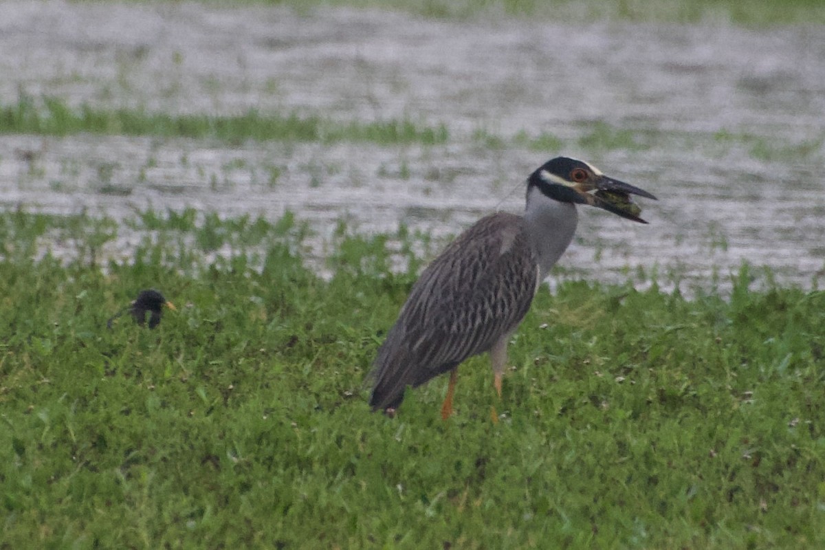 Yellow-crowned Night Heron - ML637470151
