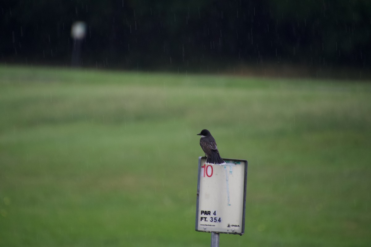 Eastern Kingbird - ML637470175