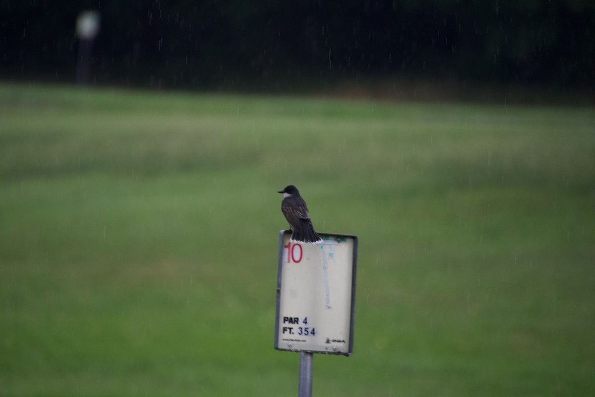 Eastern Kingbird - ML637470176