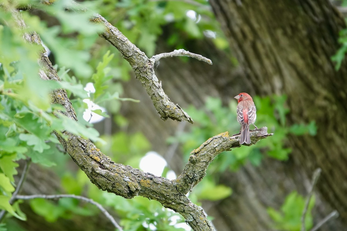 House Finch - ML637470204