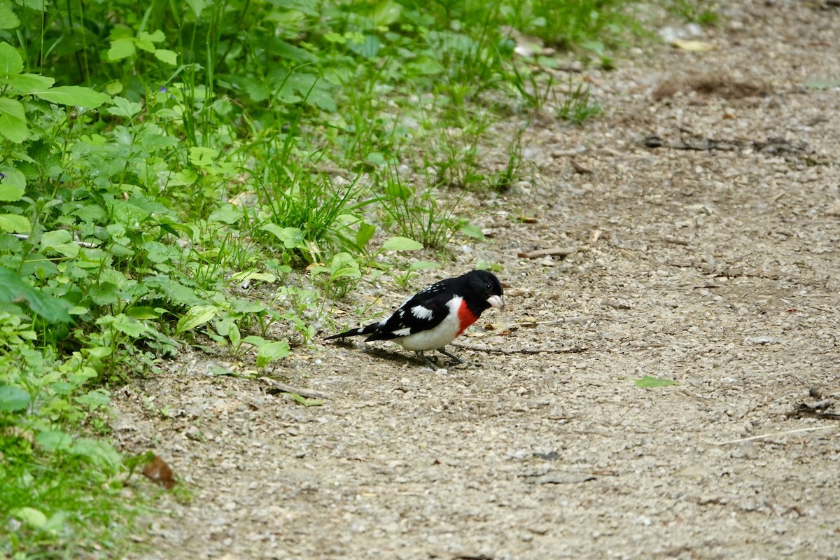 Rose-breasted Grosbeak - ML637470209