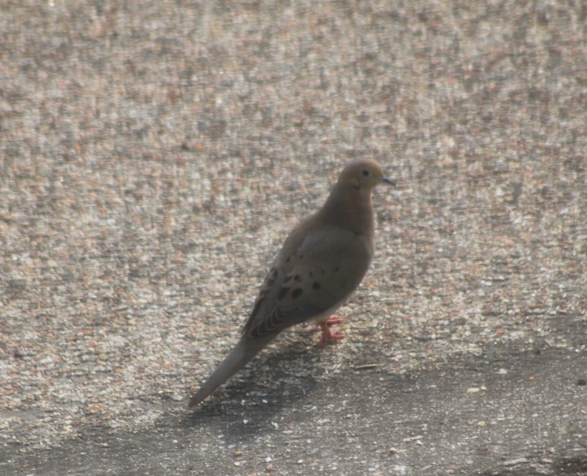 Mourning Dove - ML637470238