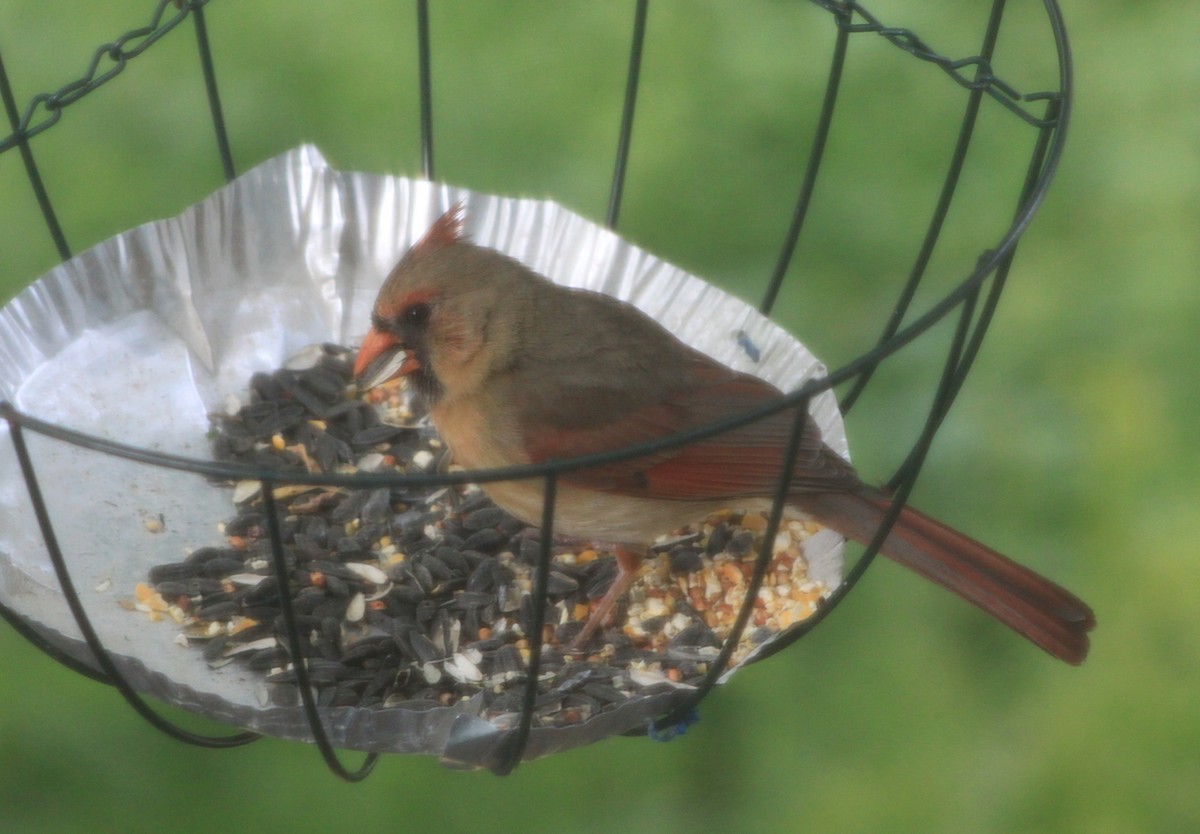 Northern Cardinal - ML637470242