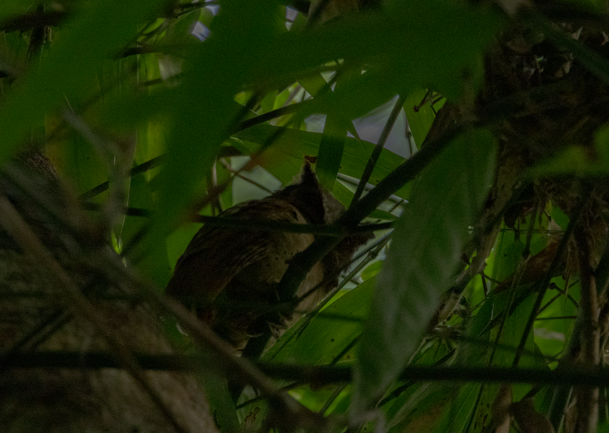 Collared Scops-Owl - ML637470255