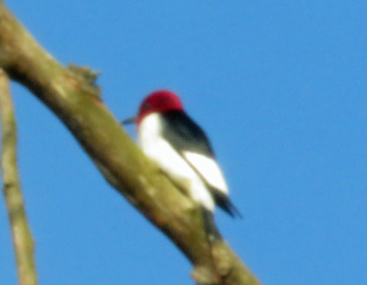 Pic à tête rouge - ML637470305