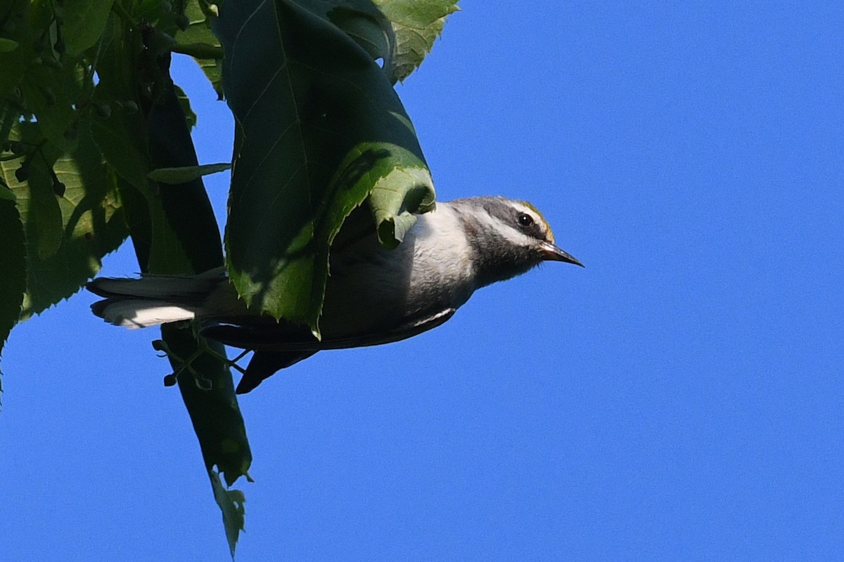 Golden-winged Warbler - ML637470323