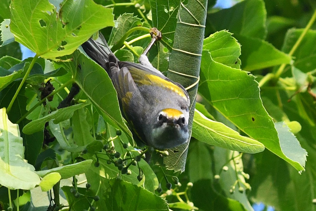 Golden-winged Warbler - ML637470324