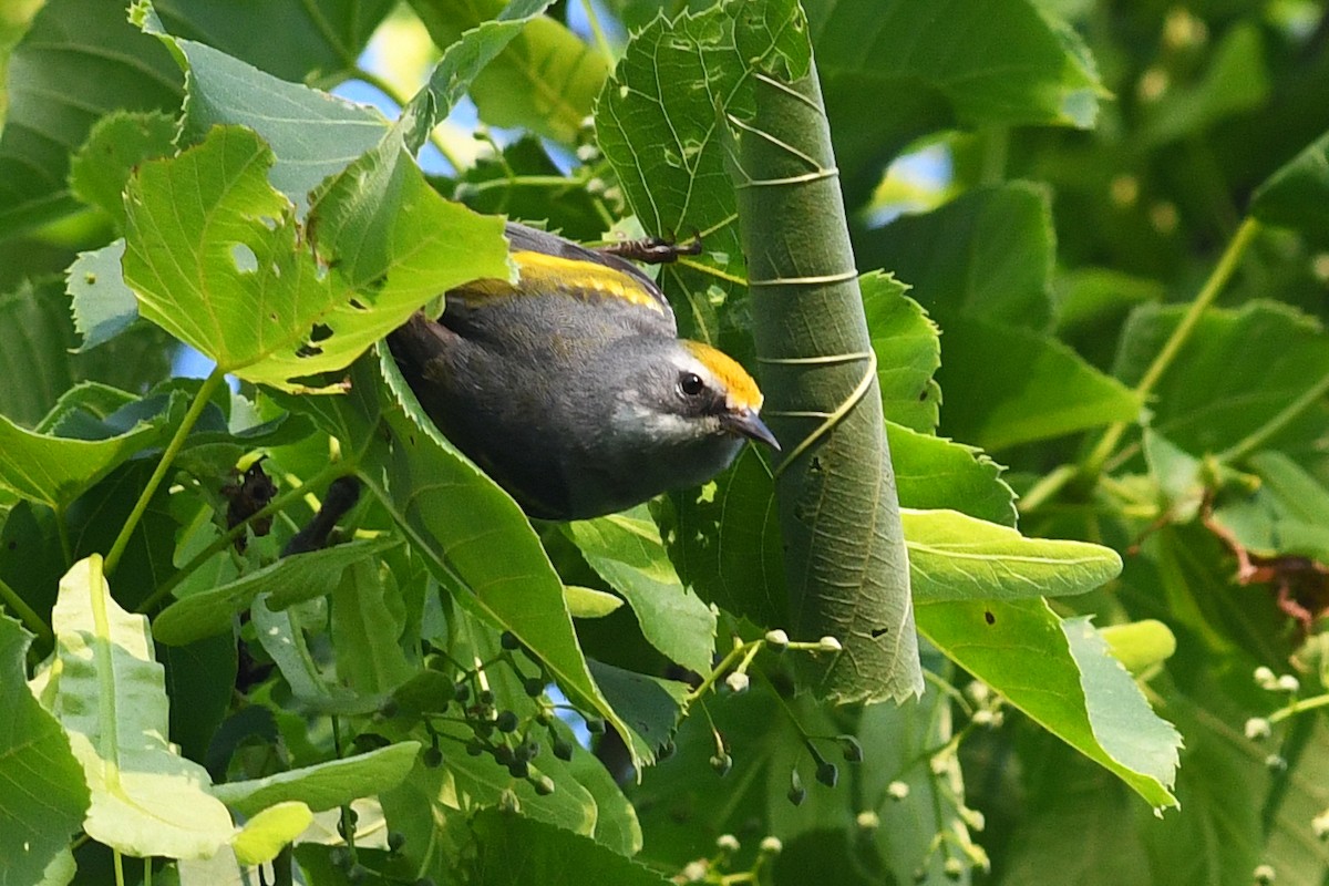 Golden-winged Warbler - ML637470325