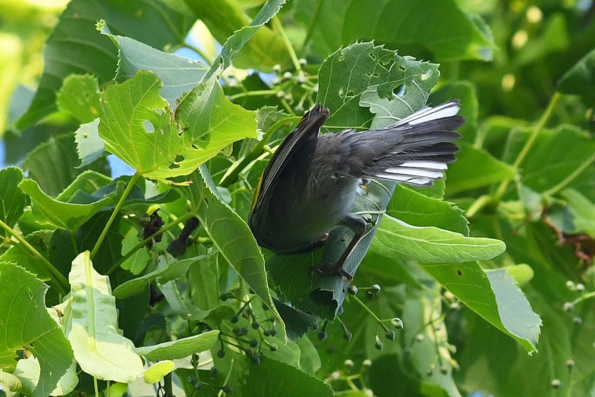 Golden-winged Warbler - ML637470328