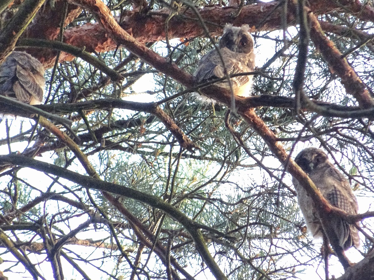 kalous ušatý - ML637470377