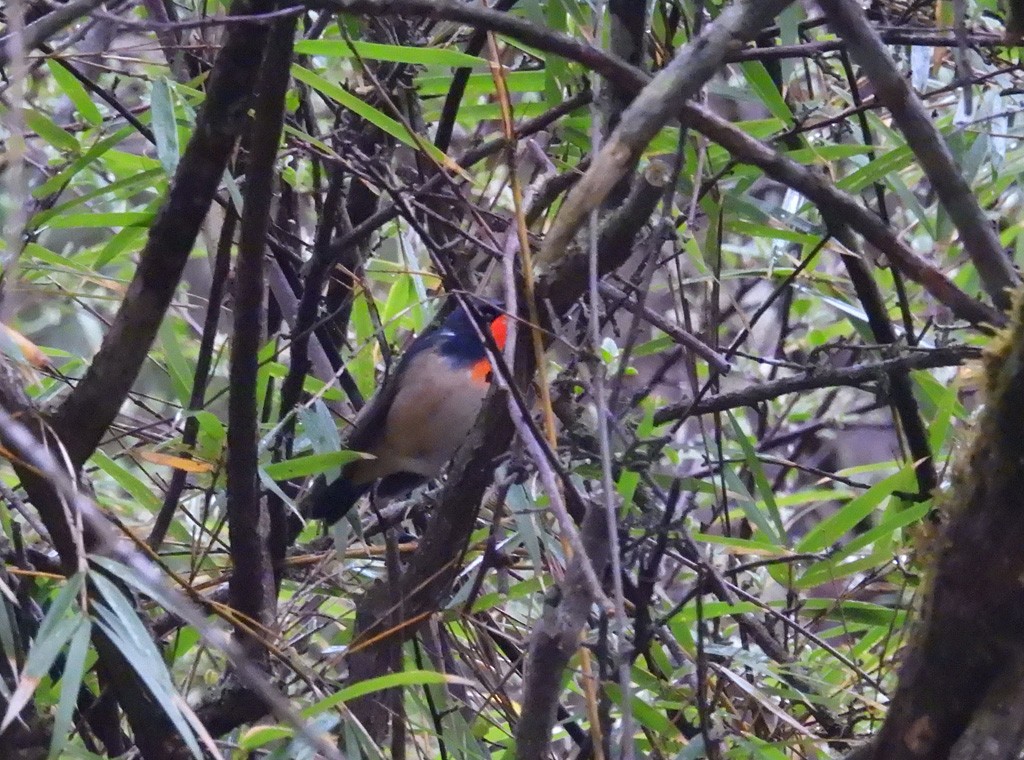 Firethroat - ML637470462