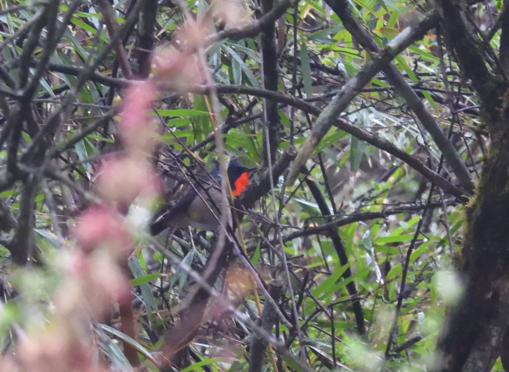 Firethroat - ML637470463