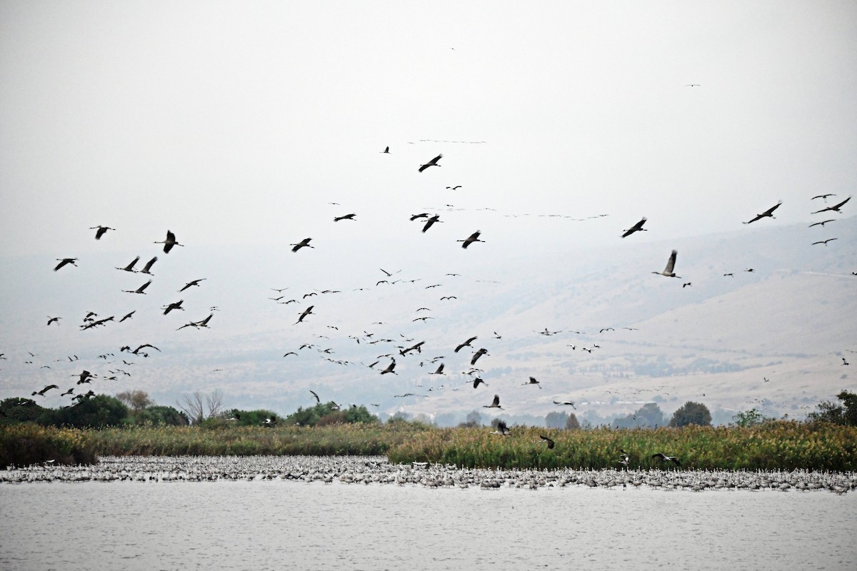 Common Crane - ML637470495