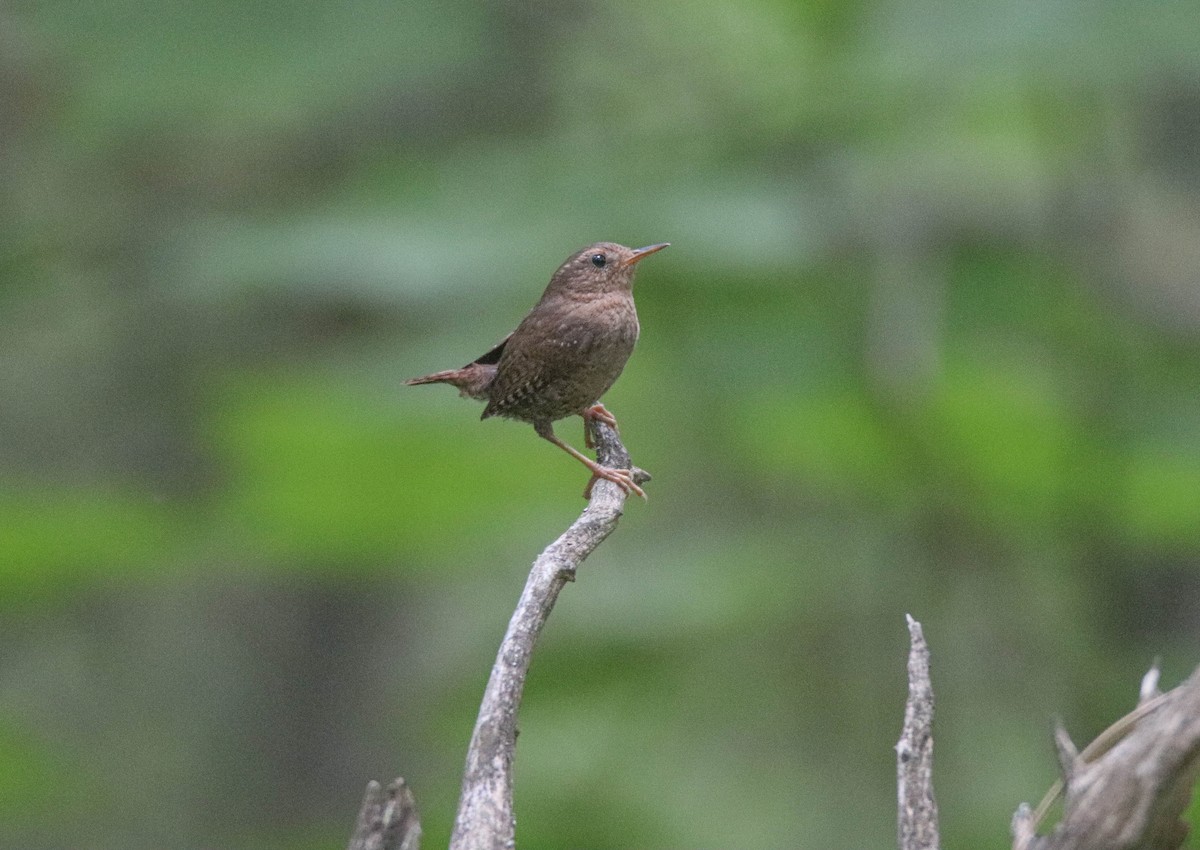 Pacific Wren - ML637470507
