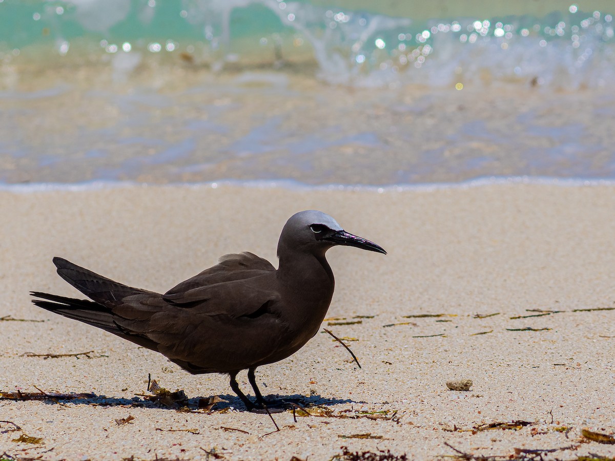 Brown Noddy - ML637470534