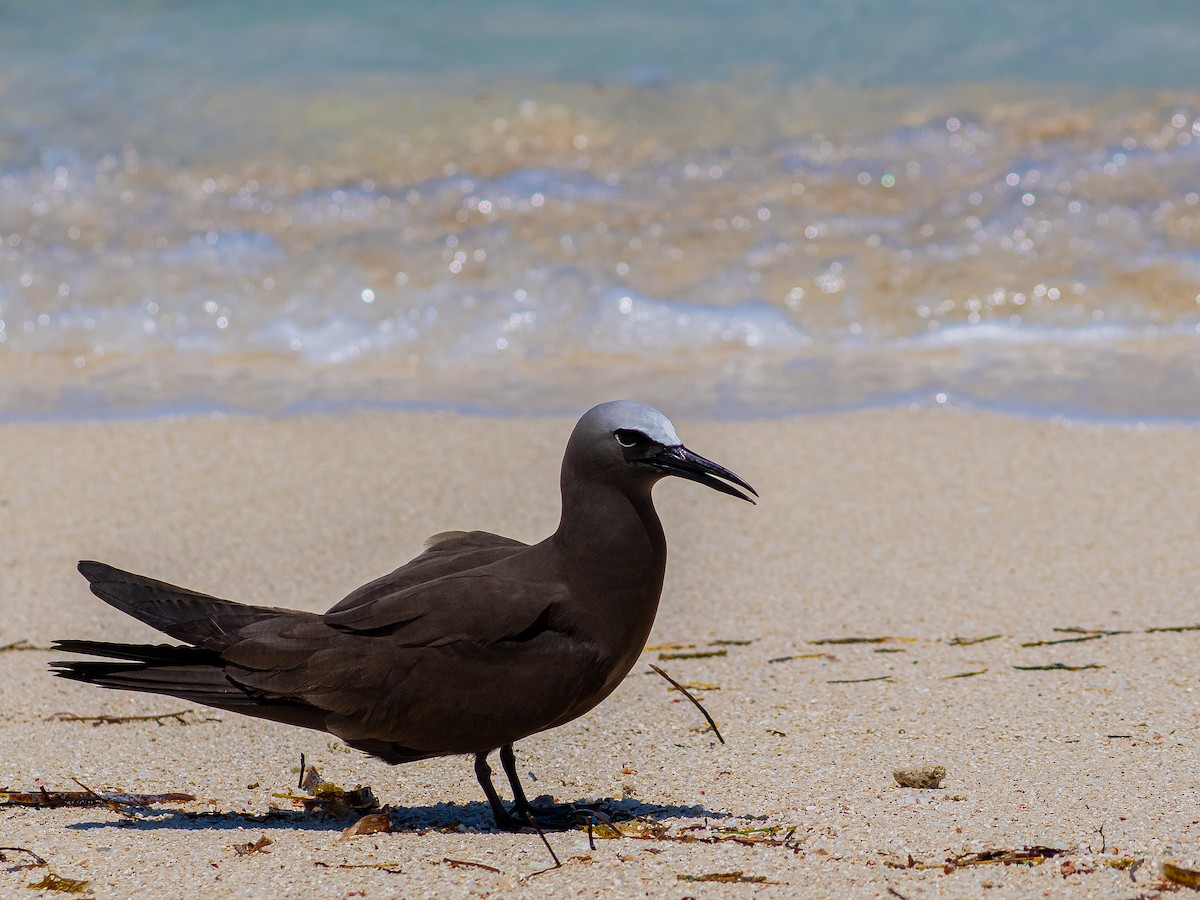 Brown Noddy - ML637470537