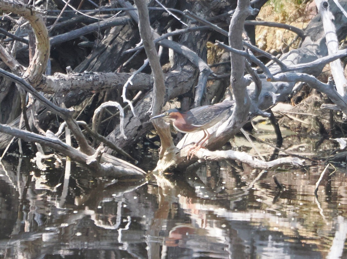 Green Heron - ML637470689