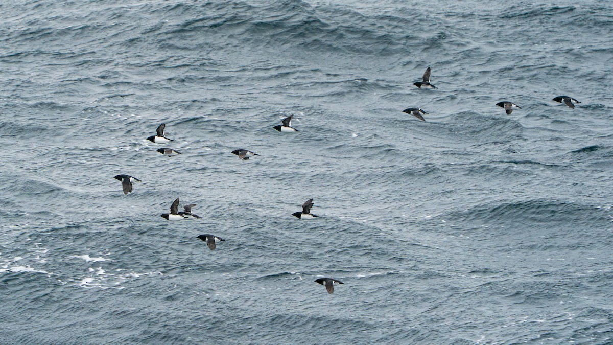 Dovekie - ML637470775