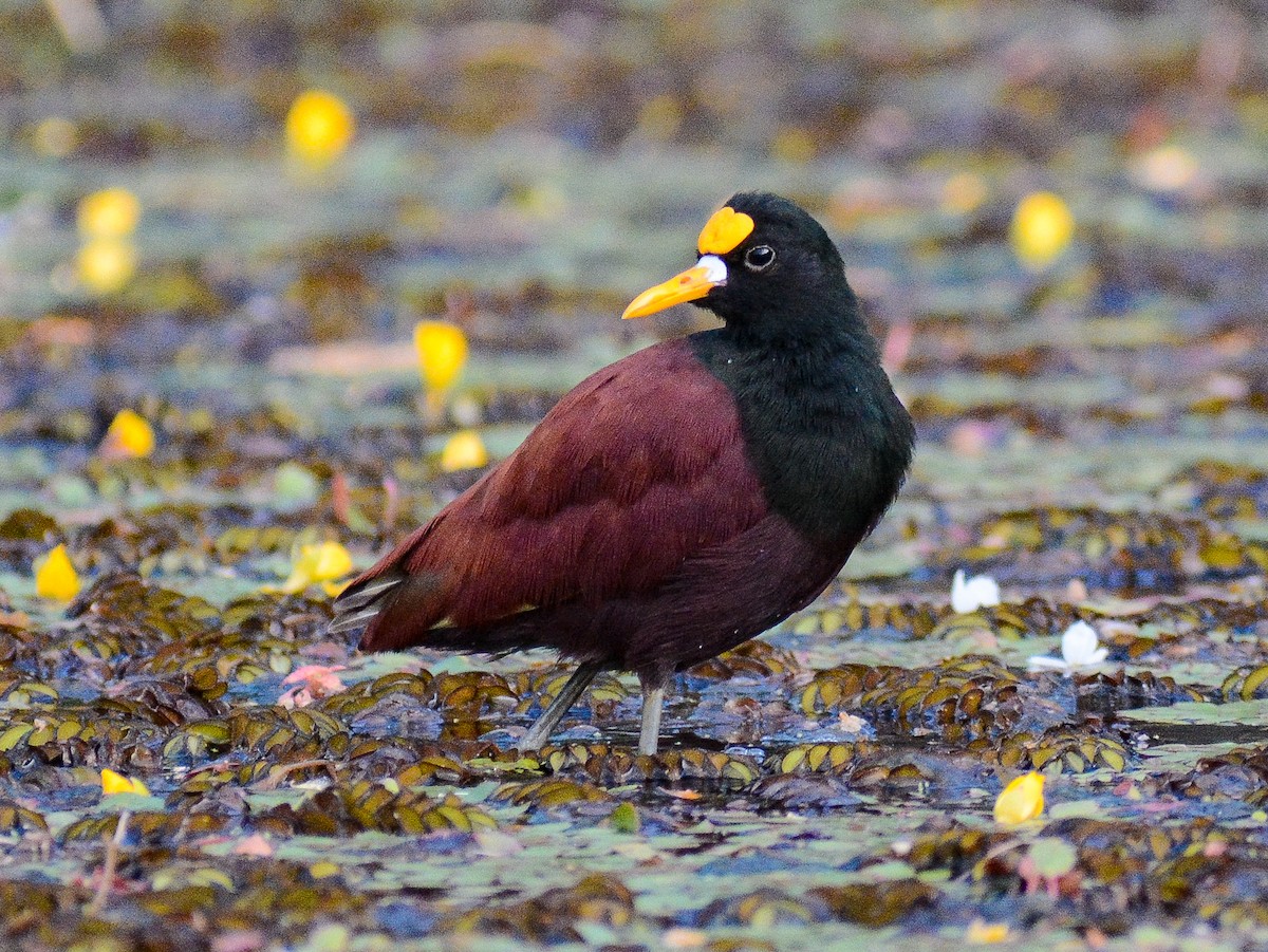 Northern Jacana - ML637470784