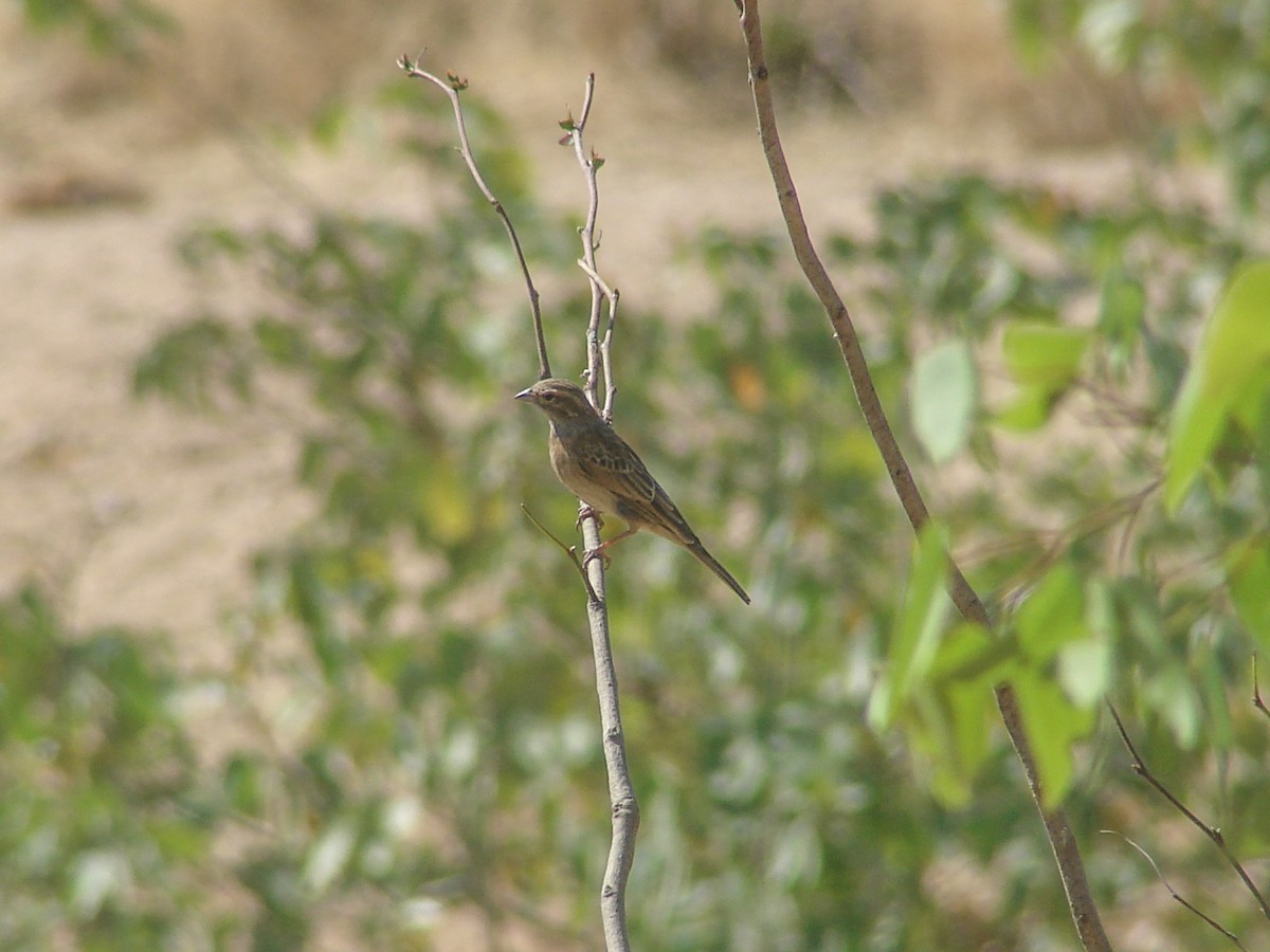 Lark-like Bunting - ML637470822