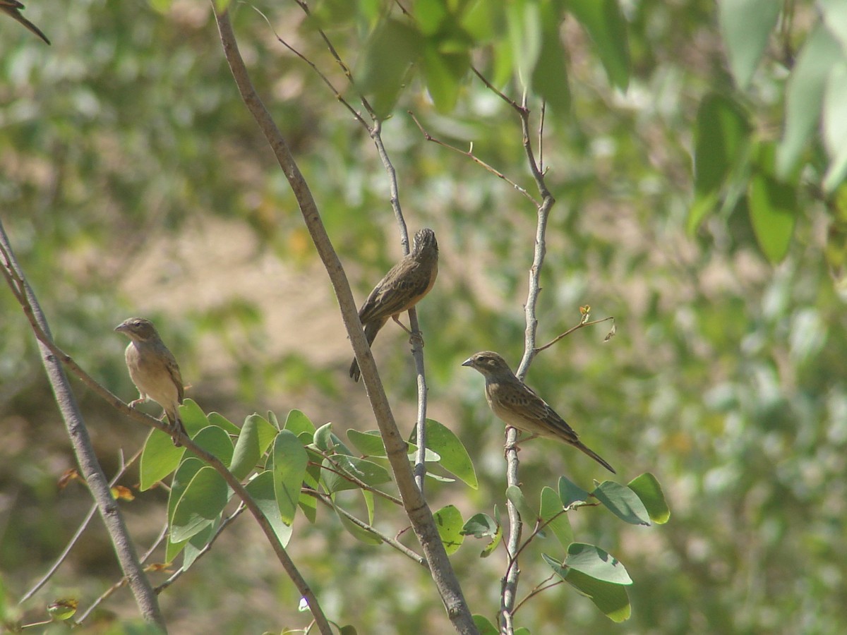 Lark-like Bunting - ML637470823