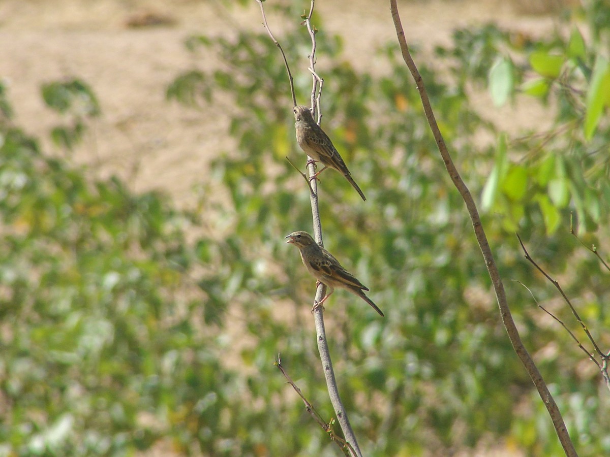 Lark-like Bunting - ML637470824
