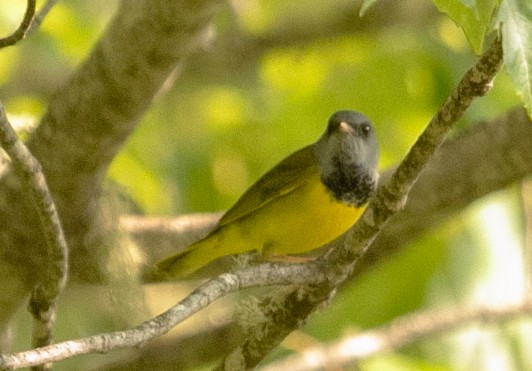 Mourning Warbler - ML637470828