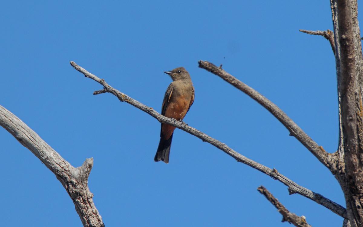 Say's Phoebe - ML637470847