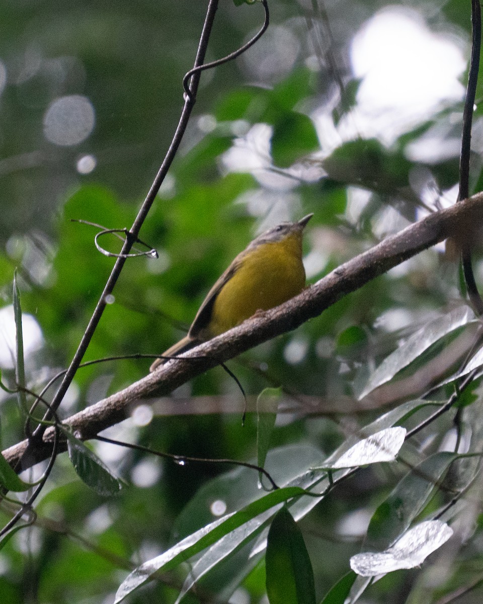Golden-crowned Warbler - ML637470862