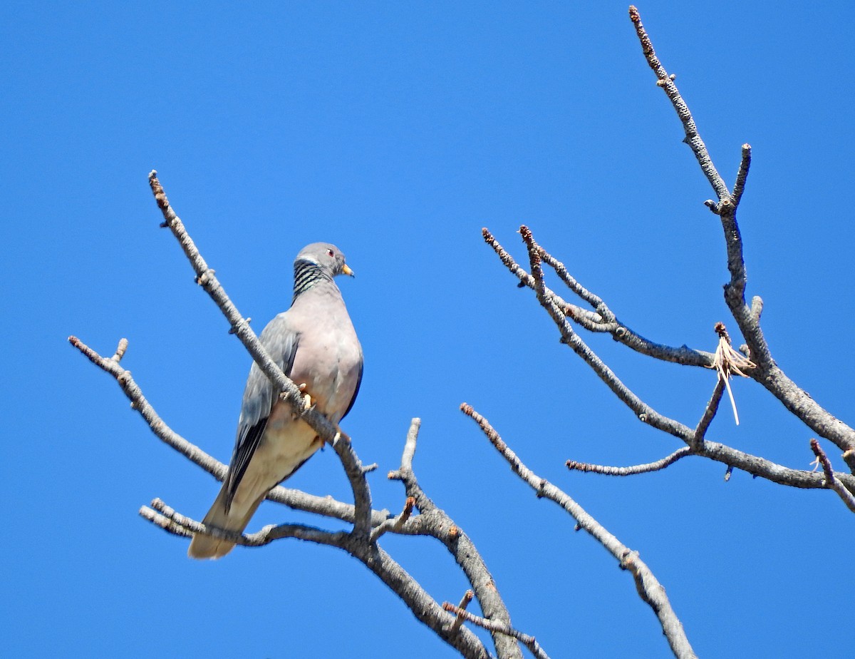 Band-tailed Pigeon - ML637470906