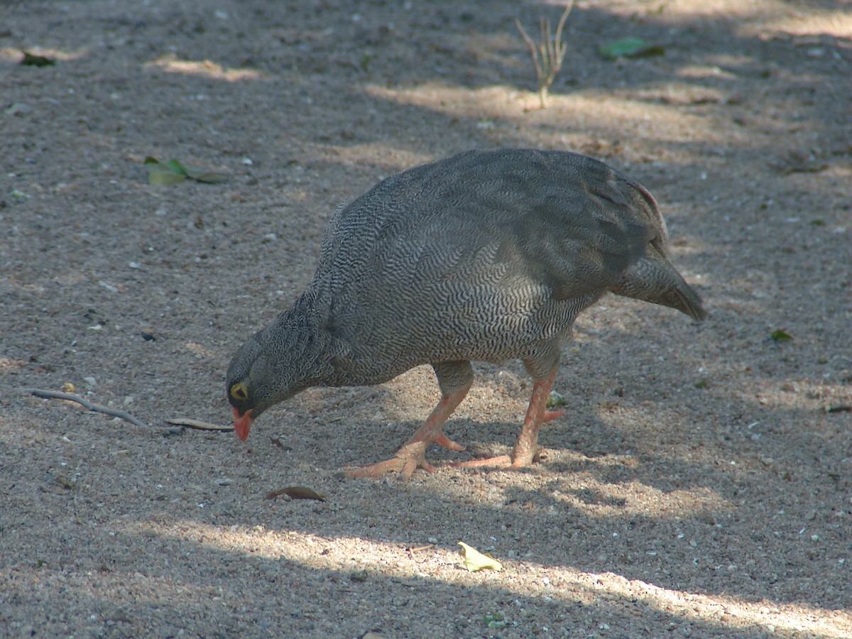Red-billed Spurfowl - ML637470994