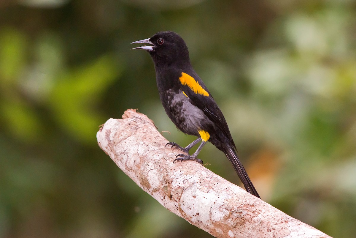 Variable Oriole - ML63747101