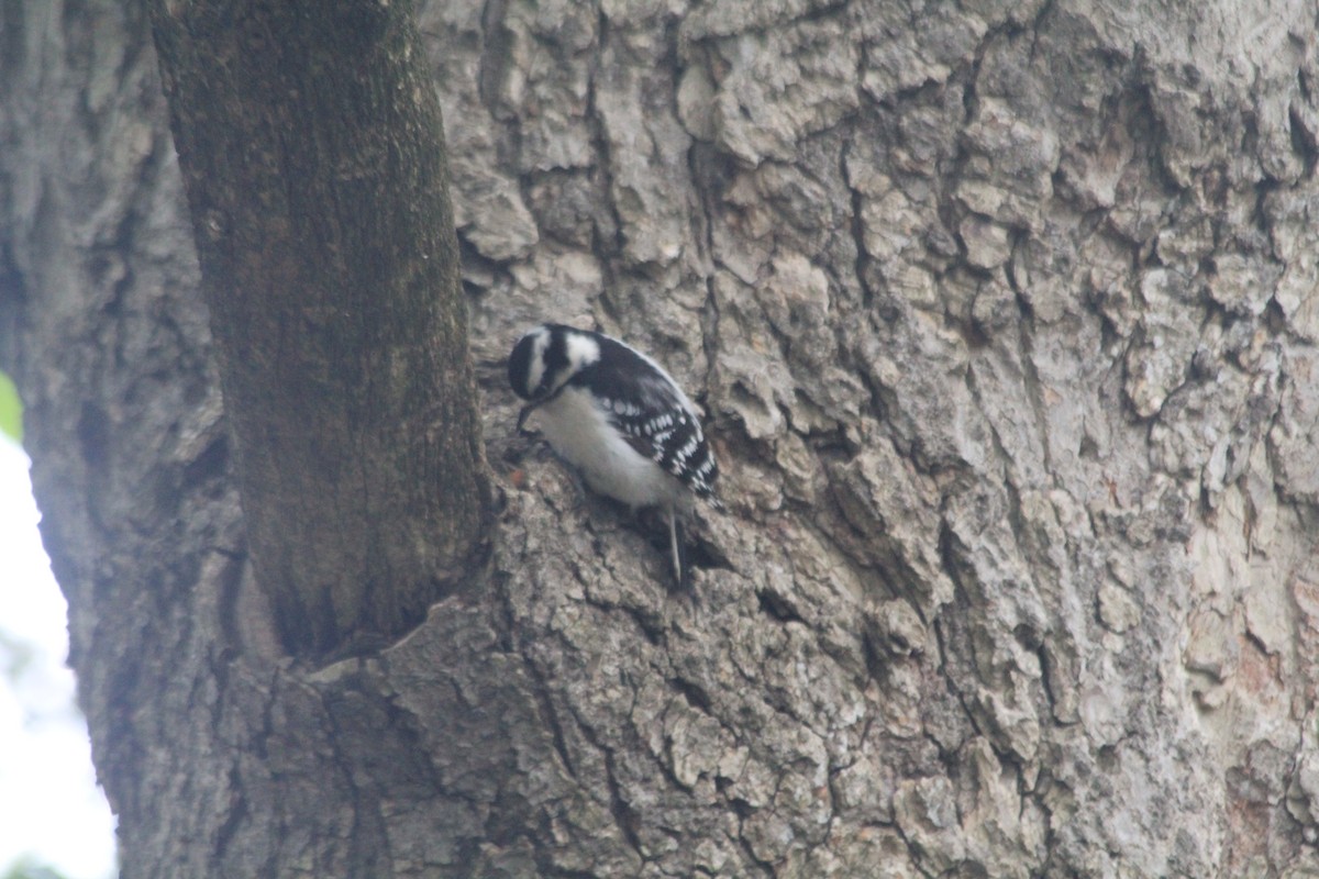 Downy Woodpecker - ML637471229