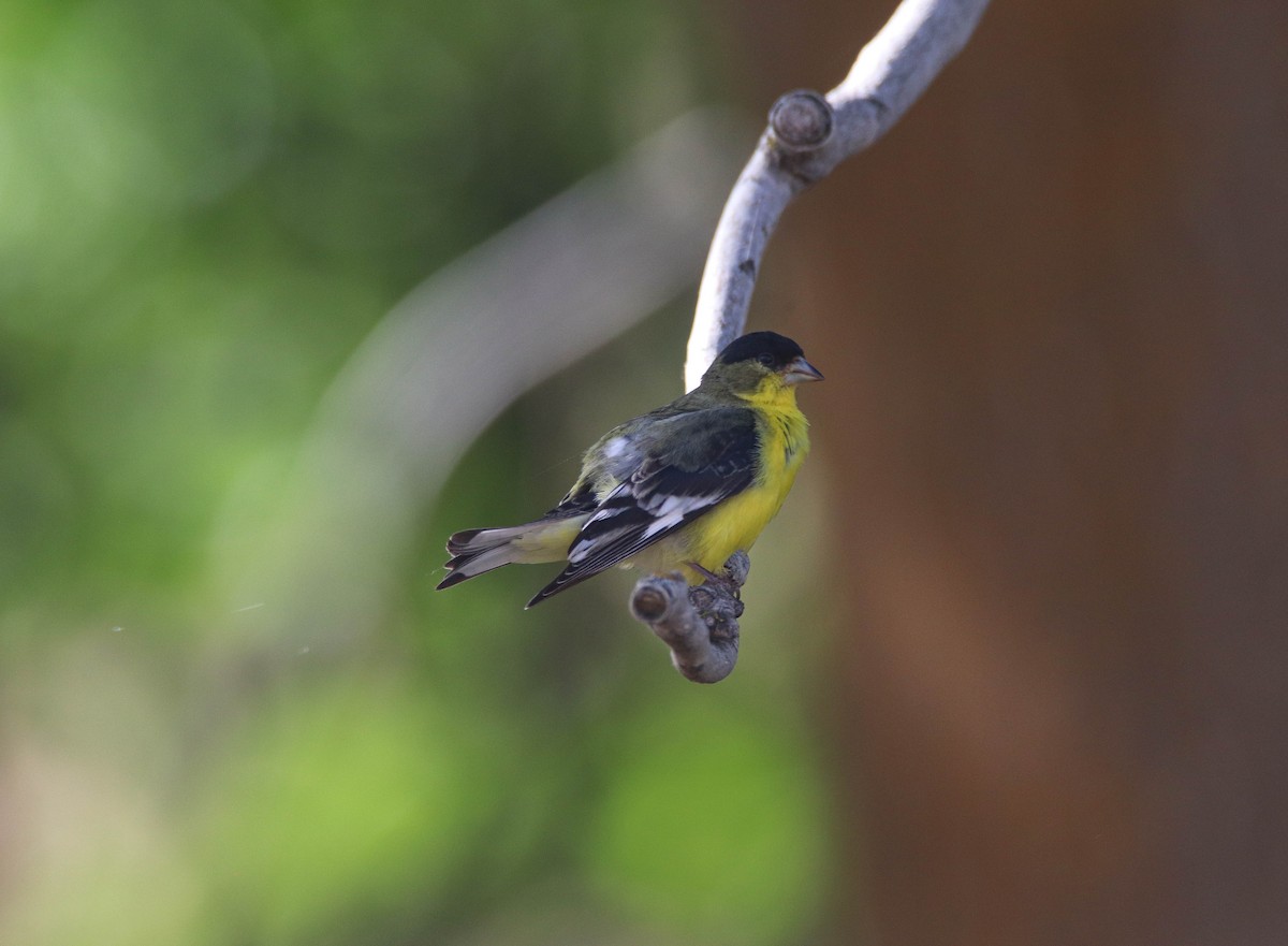 Lesser Goldfinch - ML637471277