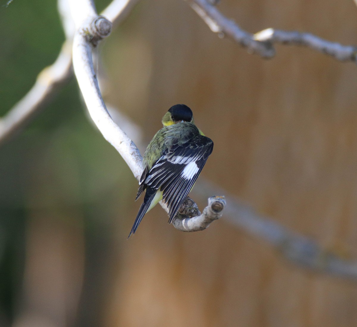 Lesser Goldfinch - ML637471278