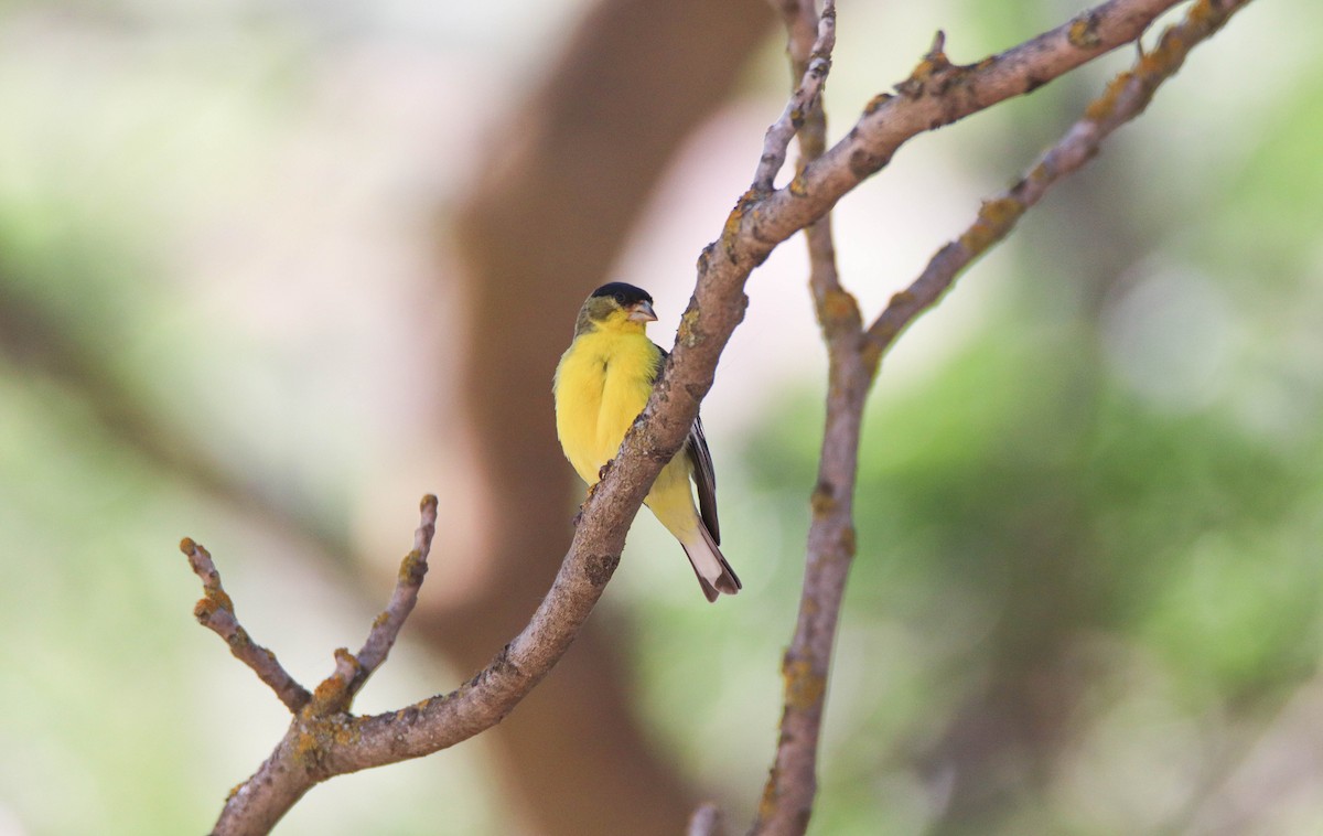 Lesser Goldfinch - ML637471279
