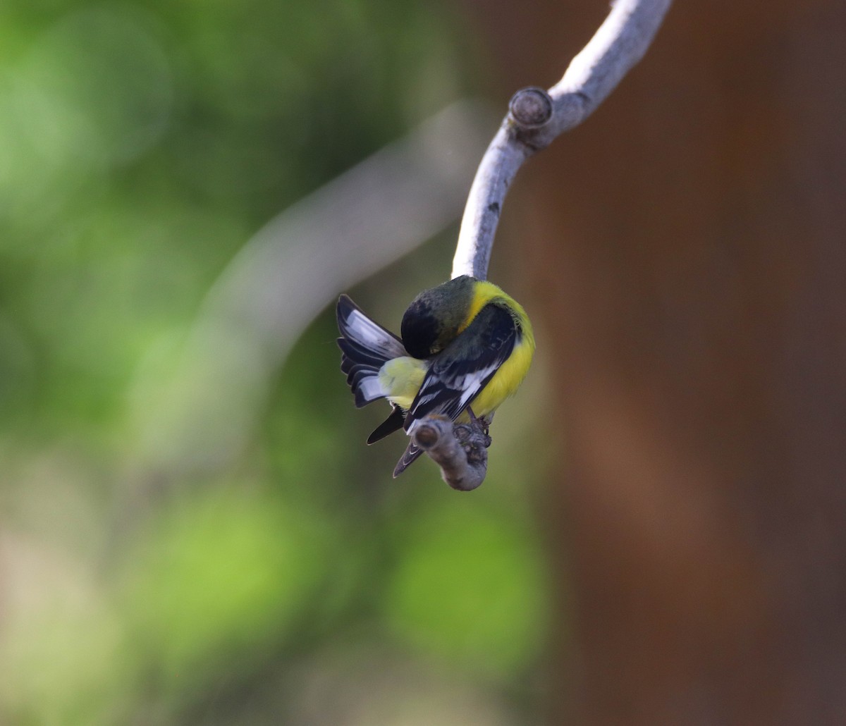 Lesser Goldfinch - ML637471280