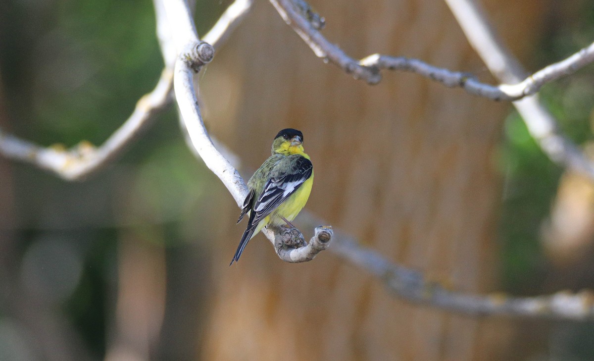 Lesser Goldfinch - ML637471281