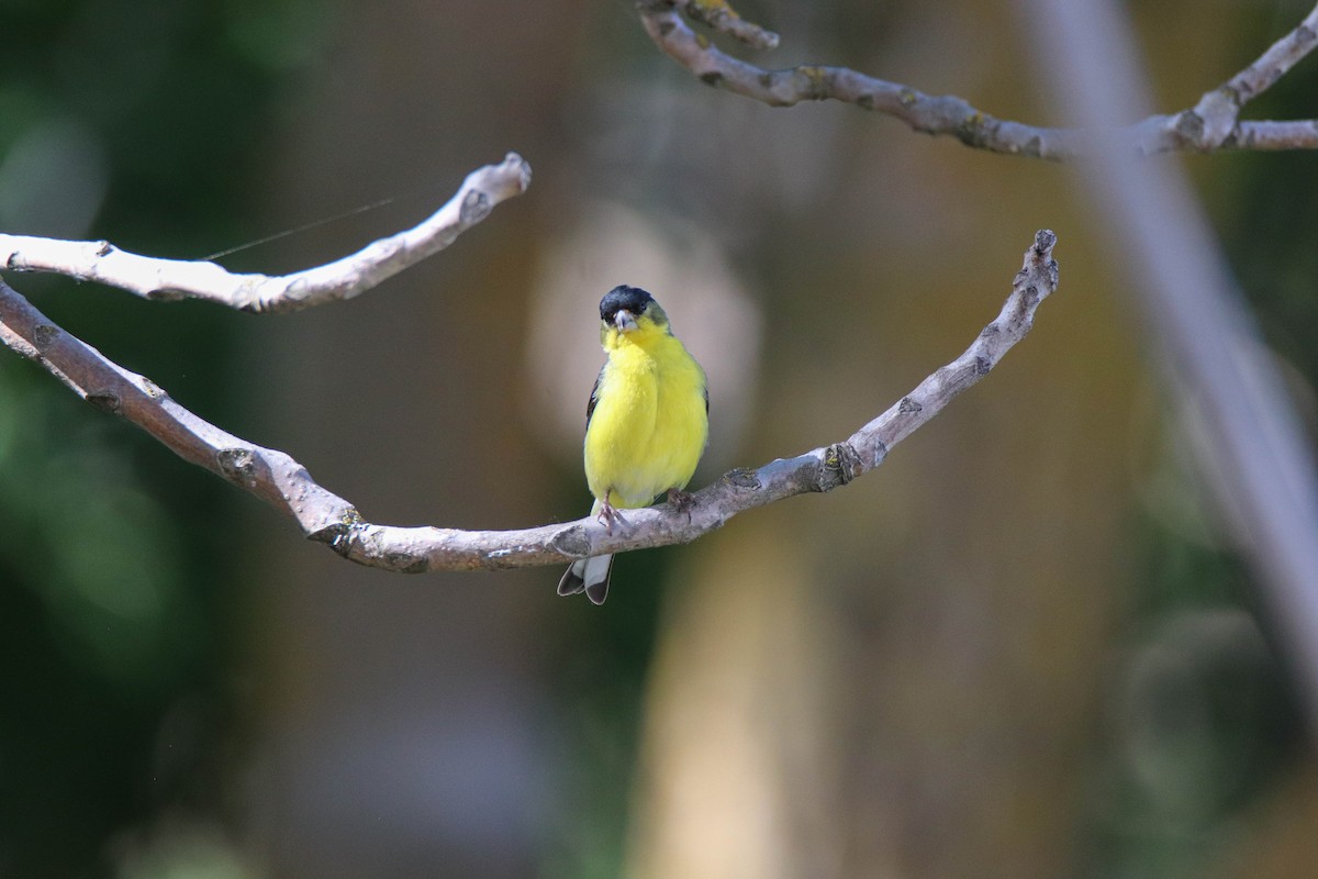 Lesser Goldfinch - ML637471282
