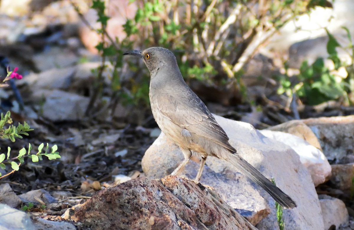 kaktusspottefugl - ML637471287