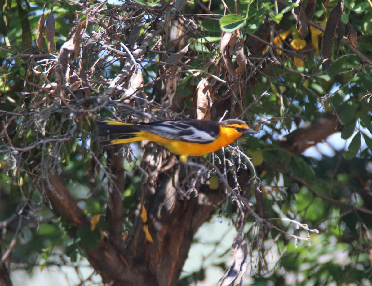Bullock's Oriole - ML637471312