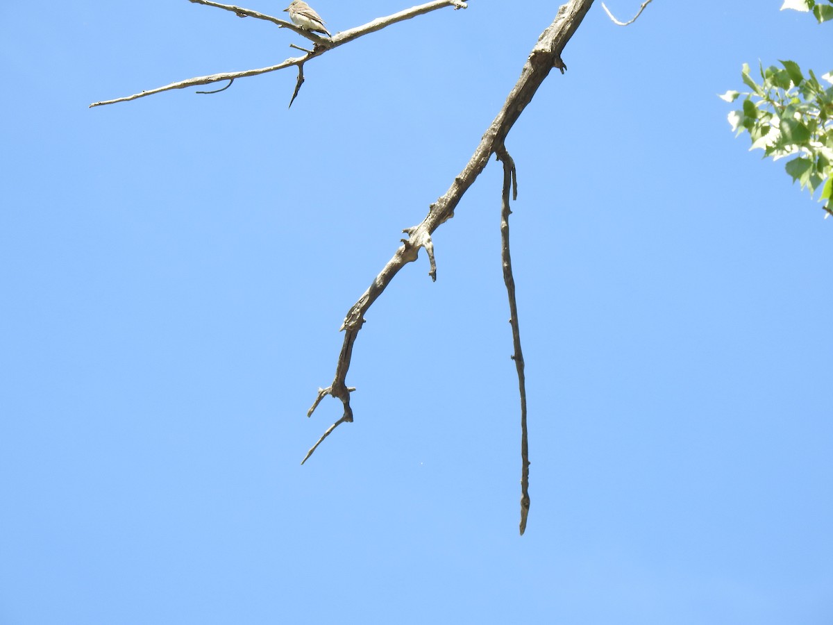 Warbling Vireo - ML637471315
