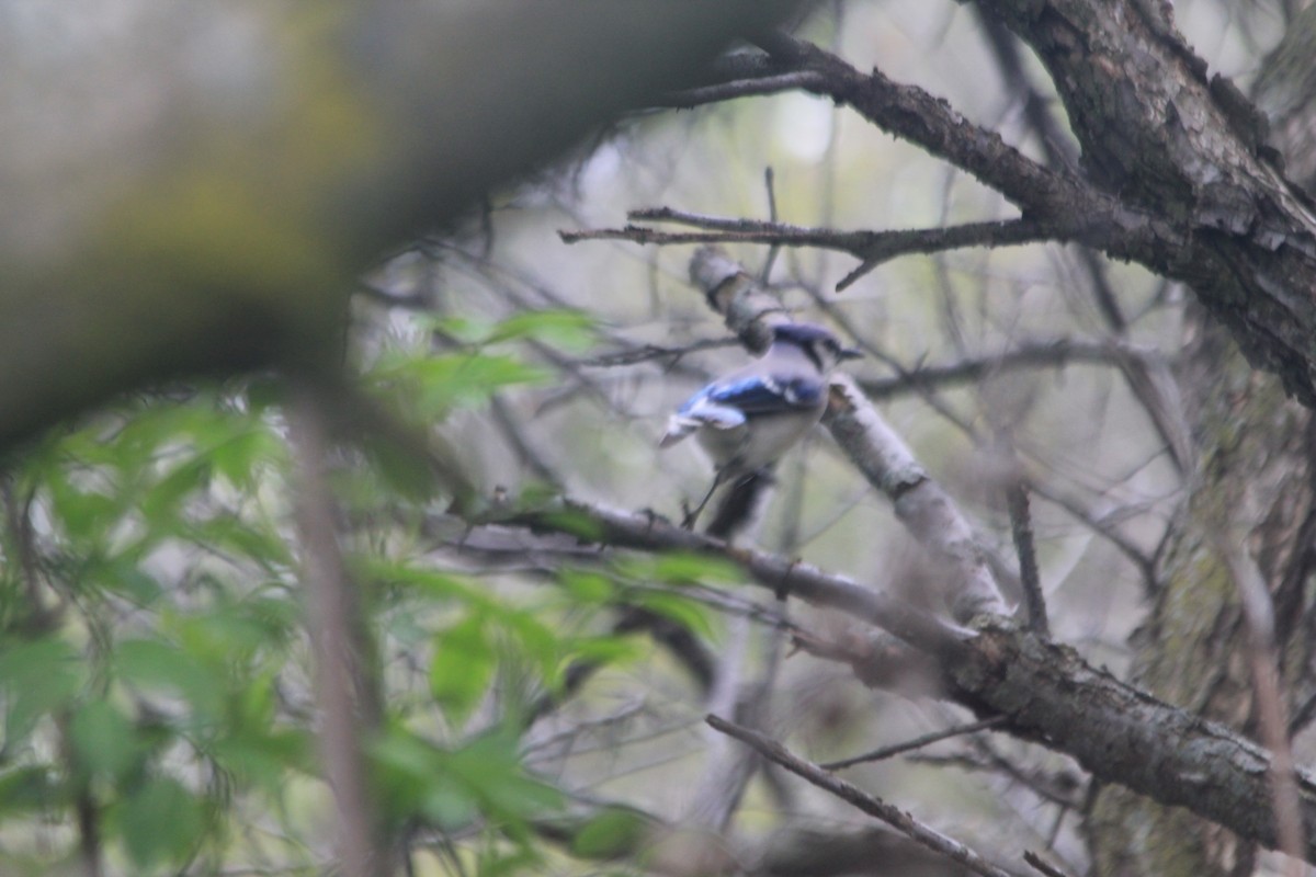 Blue Jay - ML637471399