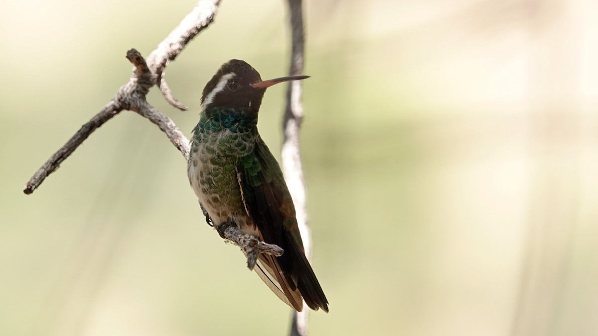 White-eared Hummingbird - ML637471413