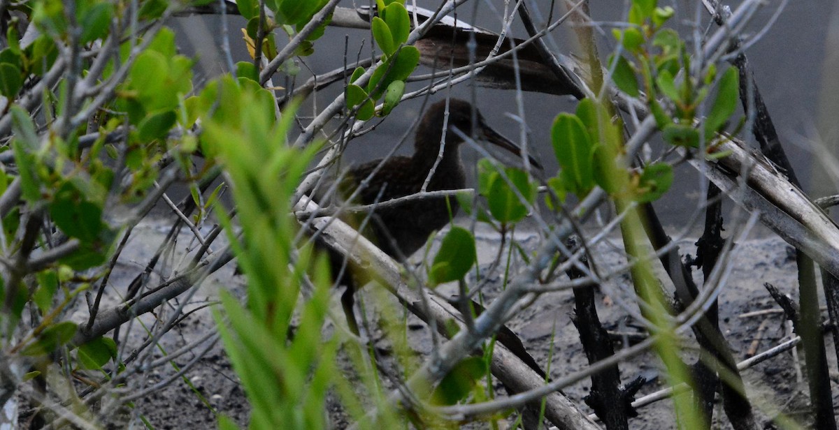 Clapper Rail - ML637471445